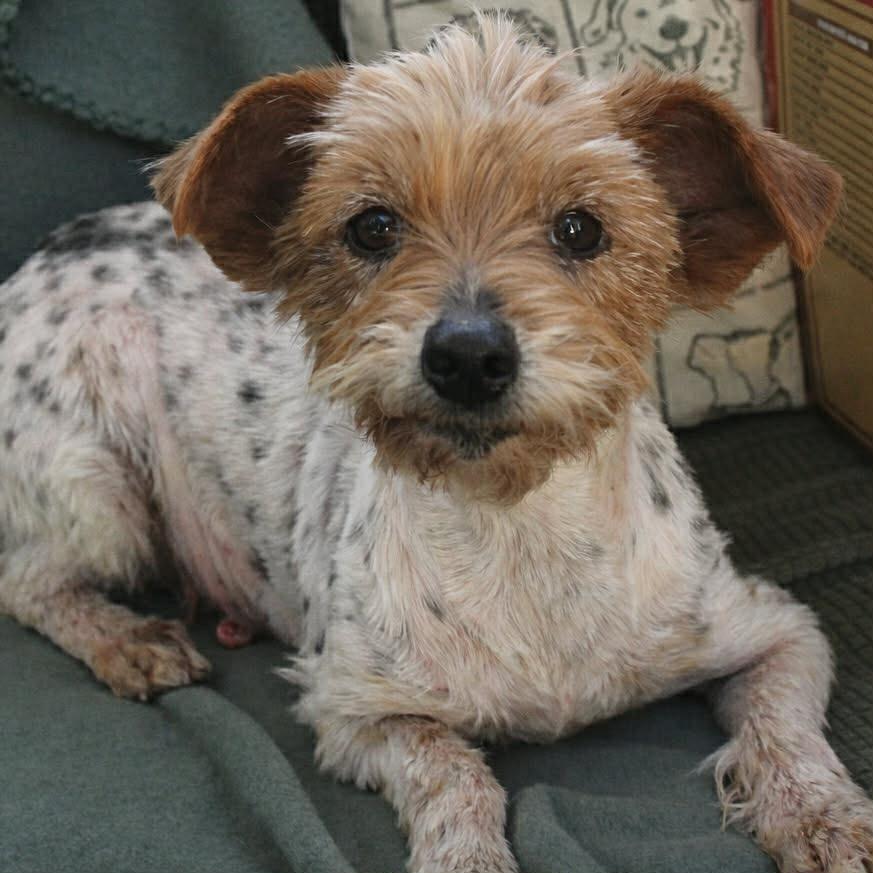 Pony in NH! Come Meet our Adoptable Dogs Wednesday-Saturday. More info in Bio! , ADOPTABLE, Senior Female Yorkshire Terrier.