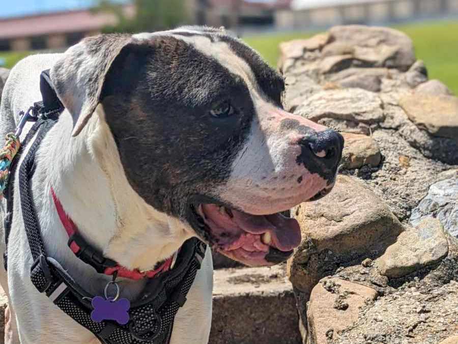 Pretty Boy, a Adoptable mixed breed in Anniston, AL image 5/6