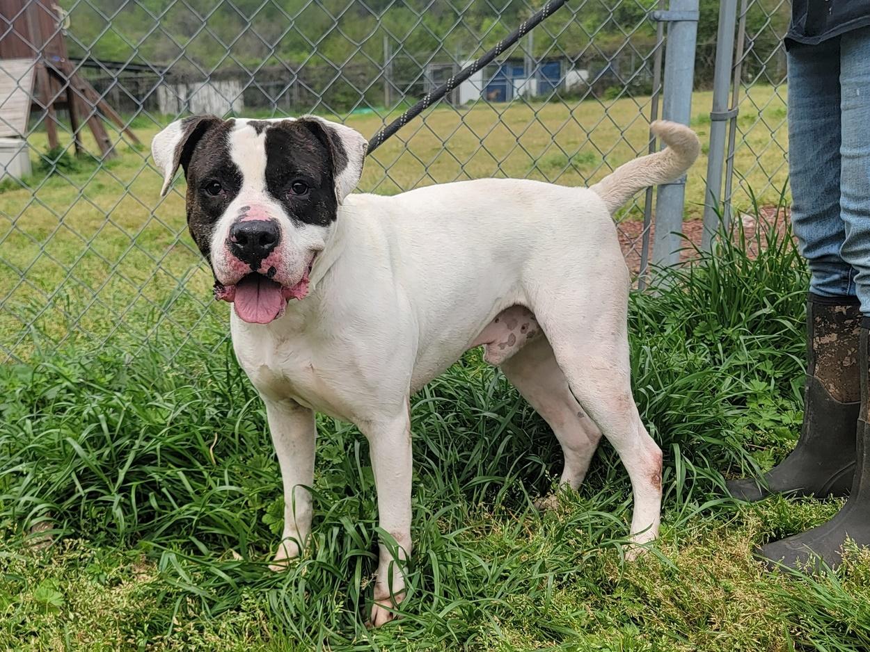 Pretty Boy, a Adoptable mixed breed in Anniston, AL image 6/6