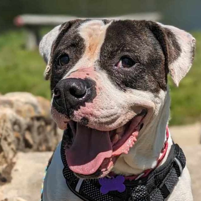 Pretty Boy, Adoptable, Adult Male American Bulldog & Mixed Breed.