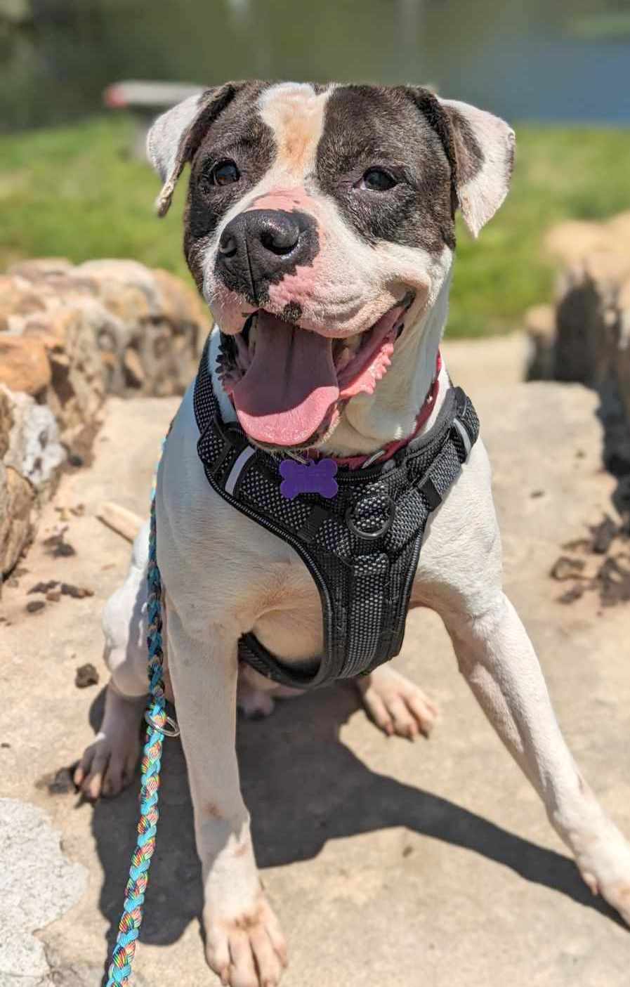 Pretty Boy, a Adoptable mixed breed in Anniston, AL image 4/6