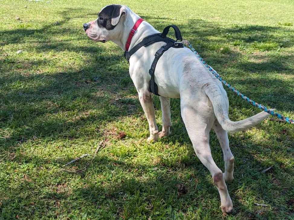 Pretty Boy, a Adoptable mixed breed in Anniston, AL image 3/6