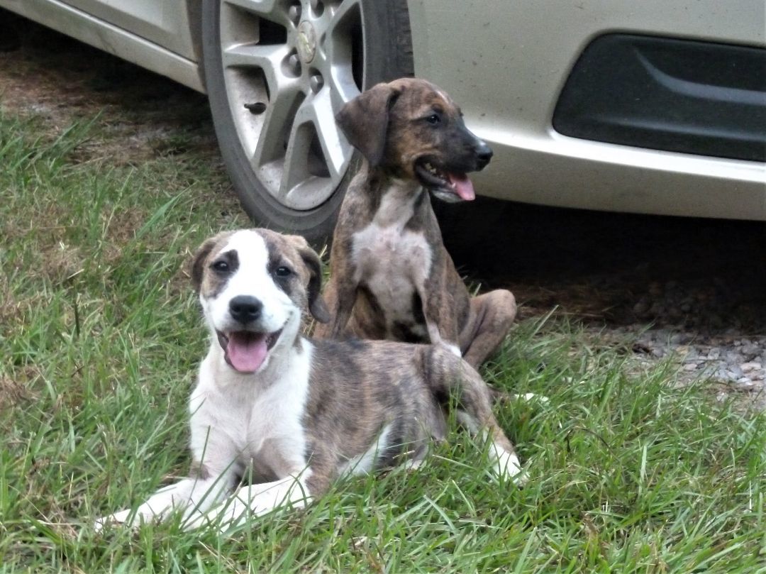 Puppies (6), a Adopted mixed breed in Cleveland, AL image 1/12