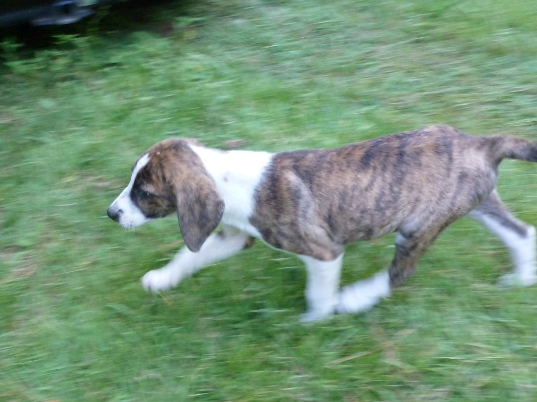 Puppies (6), a Adopted mixed breed in Cleveland, AL image 2/12