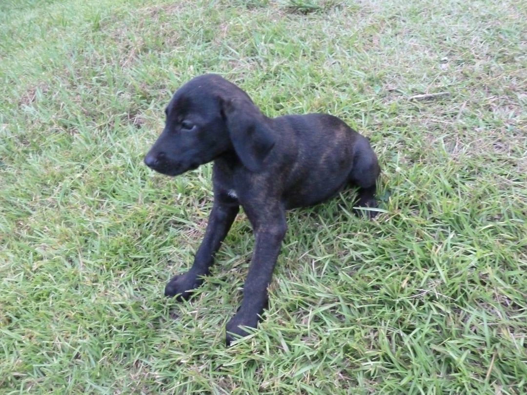 Puppies (6), a Adopted mixed breed in Cleveland, AL image 3/12