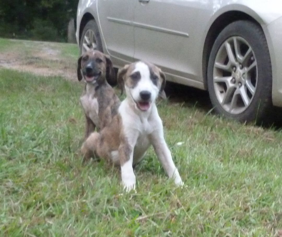Puppies (6), a Adopted mixed breed in Cleveland, AL image 4/12