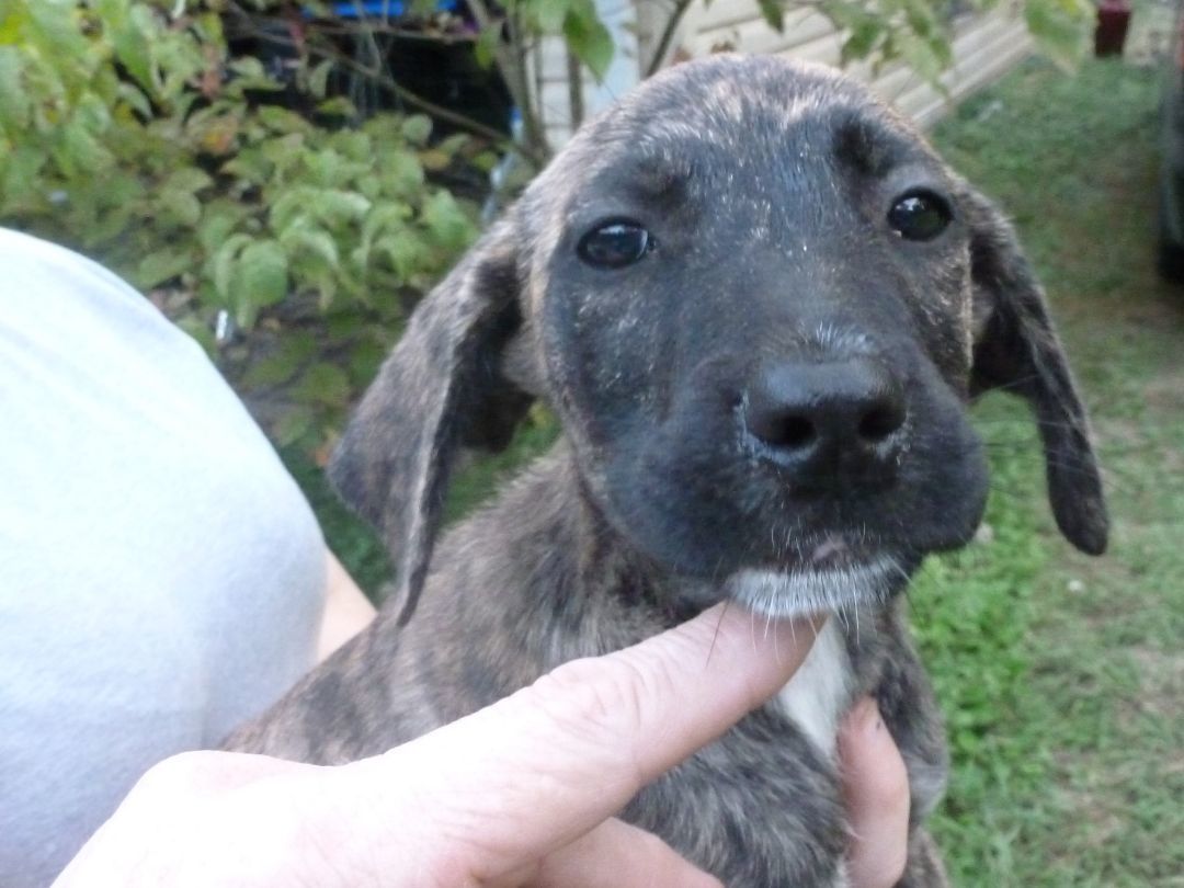 Puppies (6), a Adopted mixed breed in Cleveland, AL image 5/12