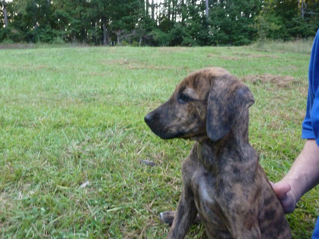 Puppies (6), a Adopted mixed breed in Cleveland, AL image 6/12