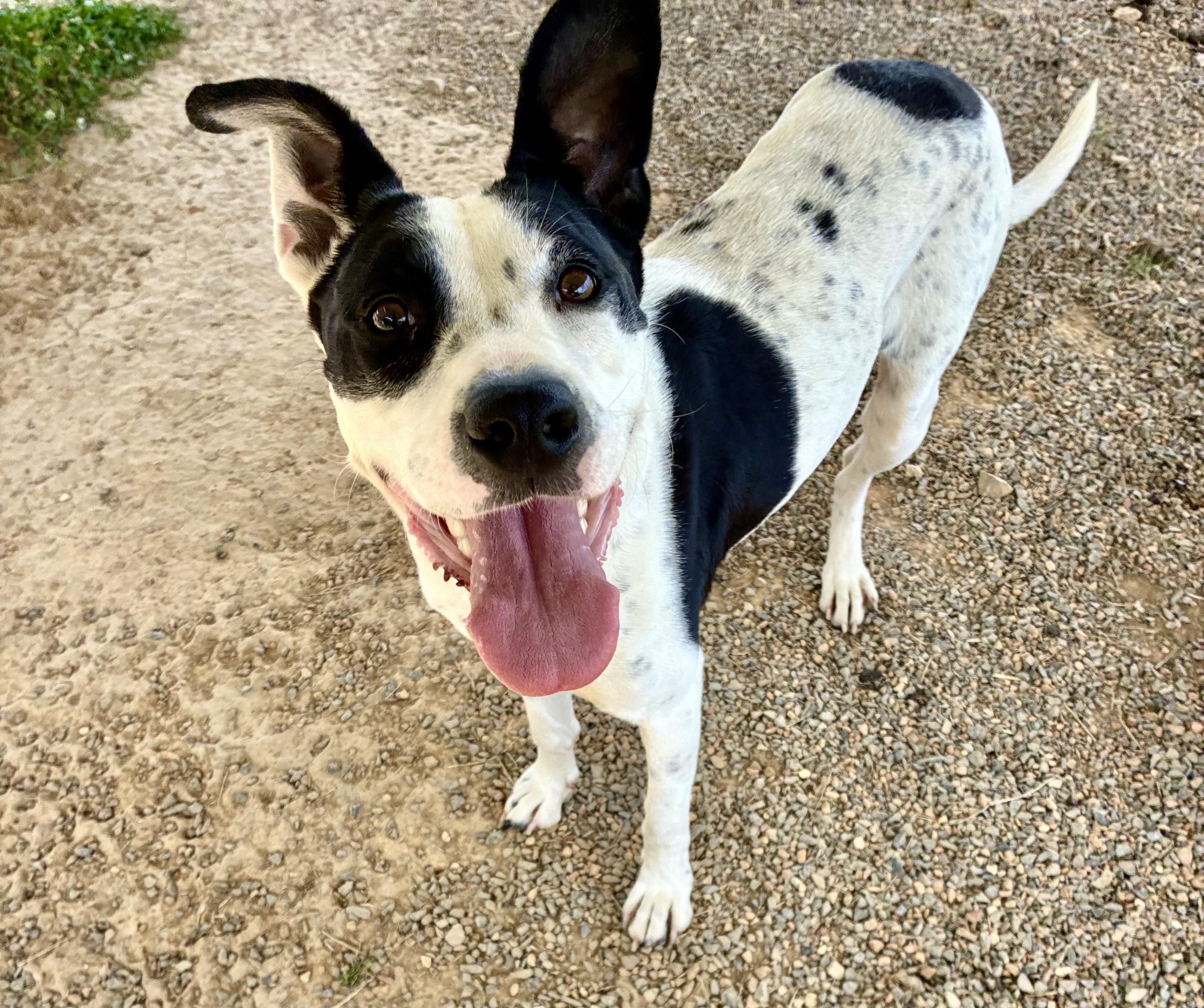 Enlarge Sadie, a Adoptable mixed breed in Senatobia, MS image 4/4