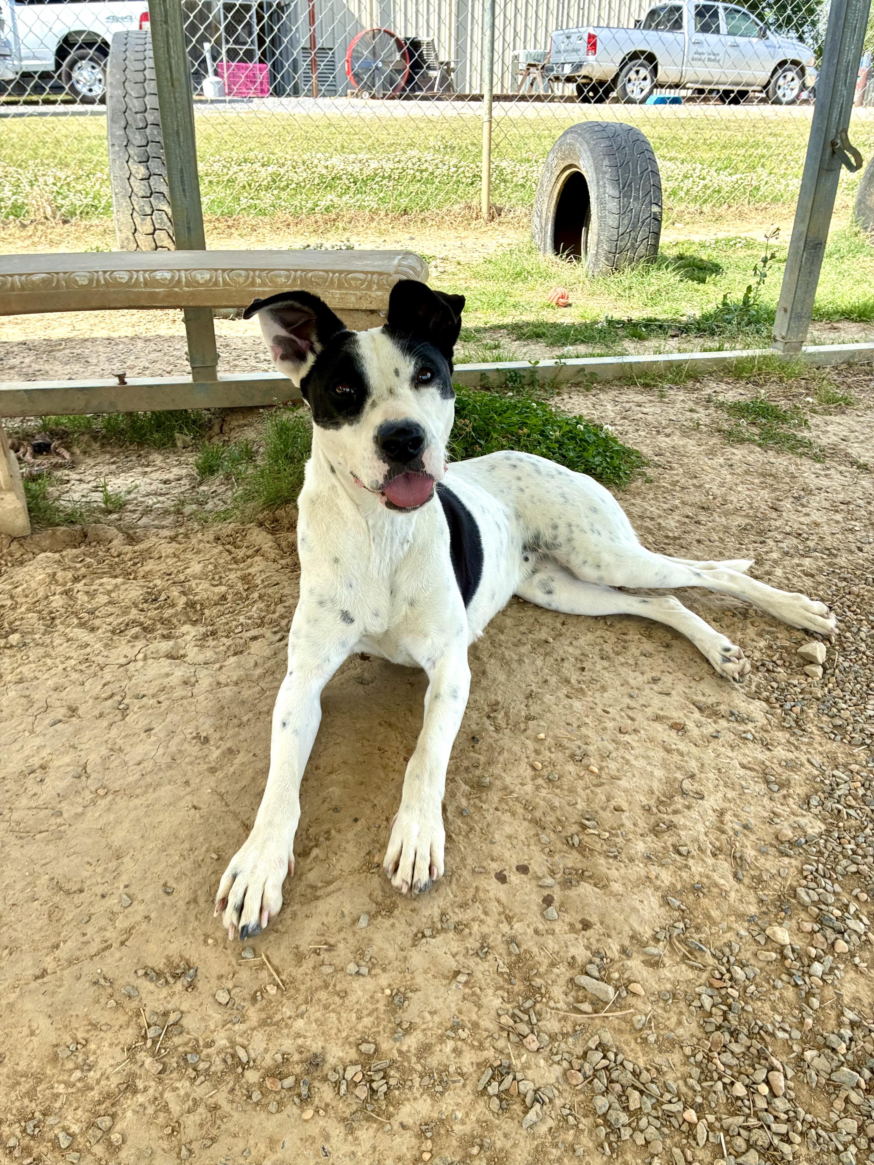 Enlarge Sadie, a Adoptable mixed breed in Senatobia, MS image 2/4