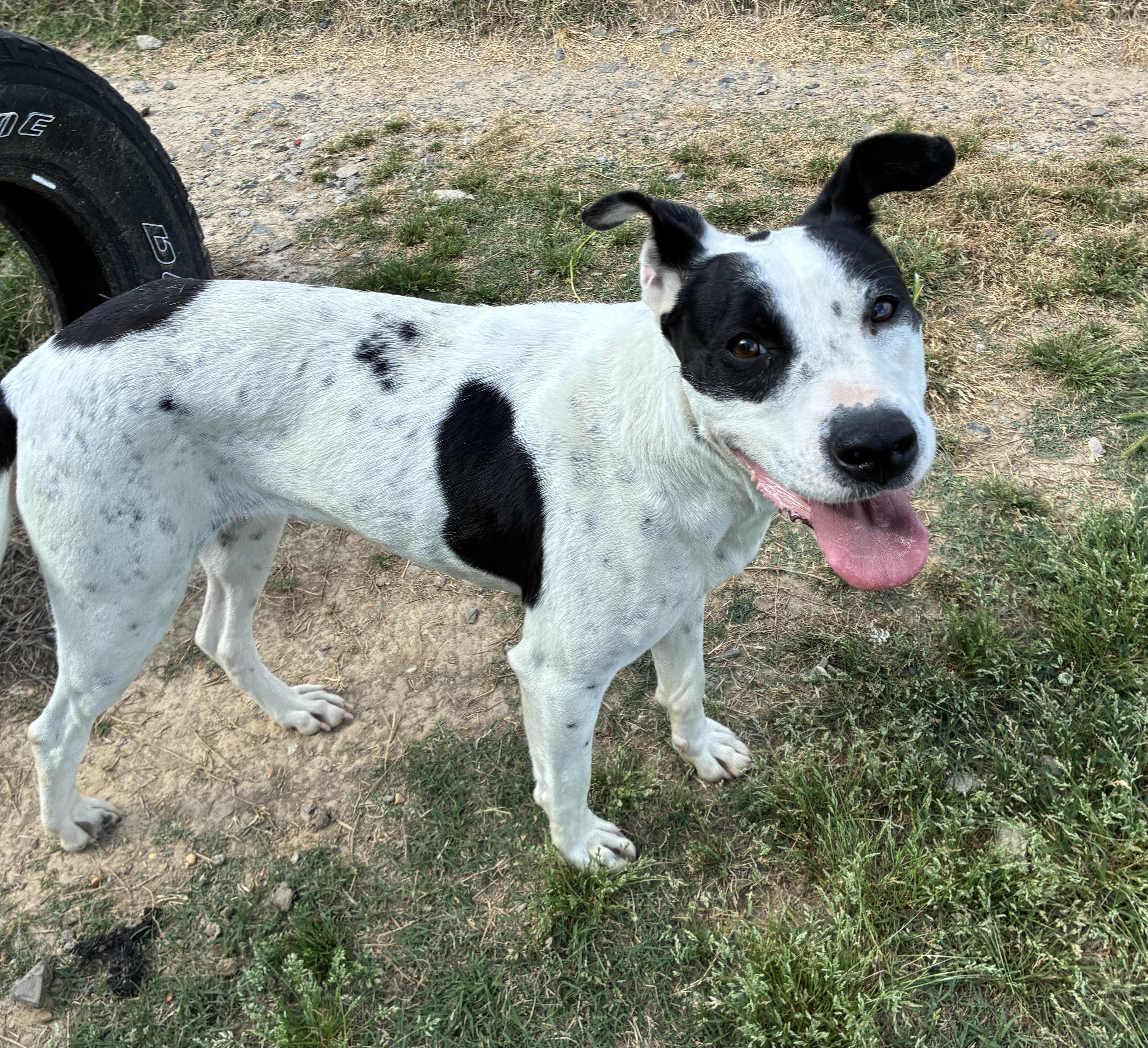 Enlarge Sadie, a Adoptable mixed breed in Senatobia, MS image 3/4
