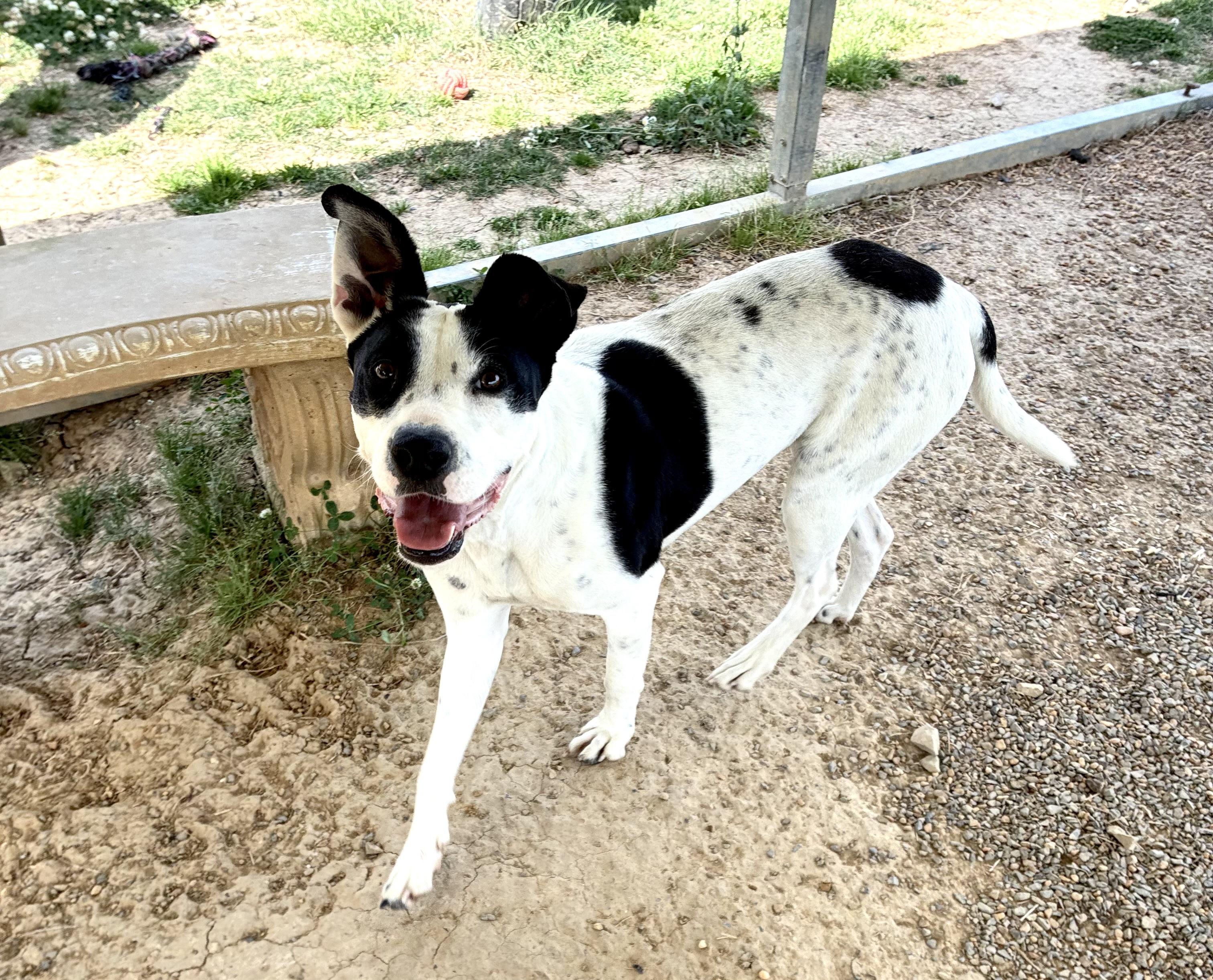 Sadie, Adoptable, Adult Female Pointer.