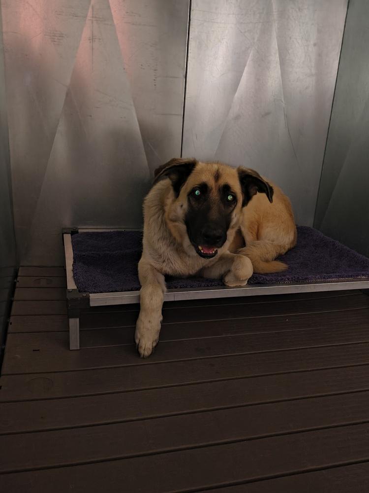 Enlarge Cujo, a Adopted mixed breed in Moses Lake, WA image 1/1