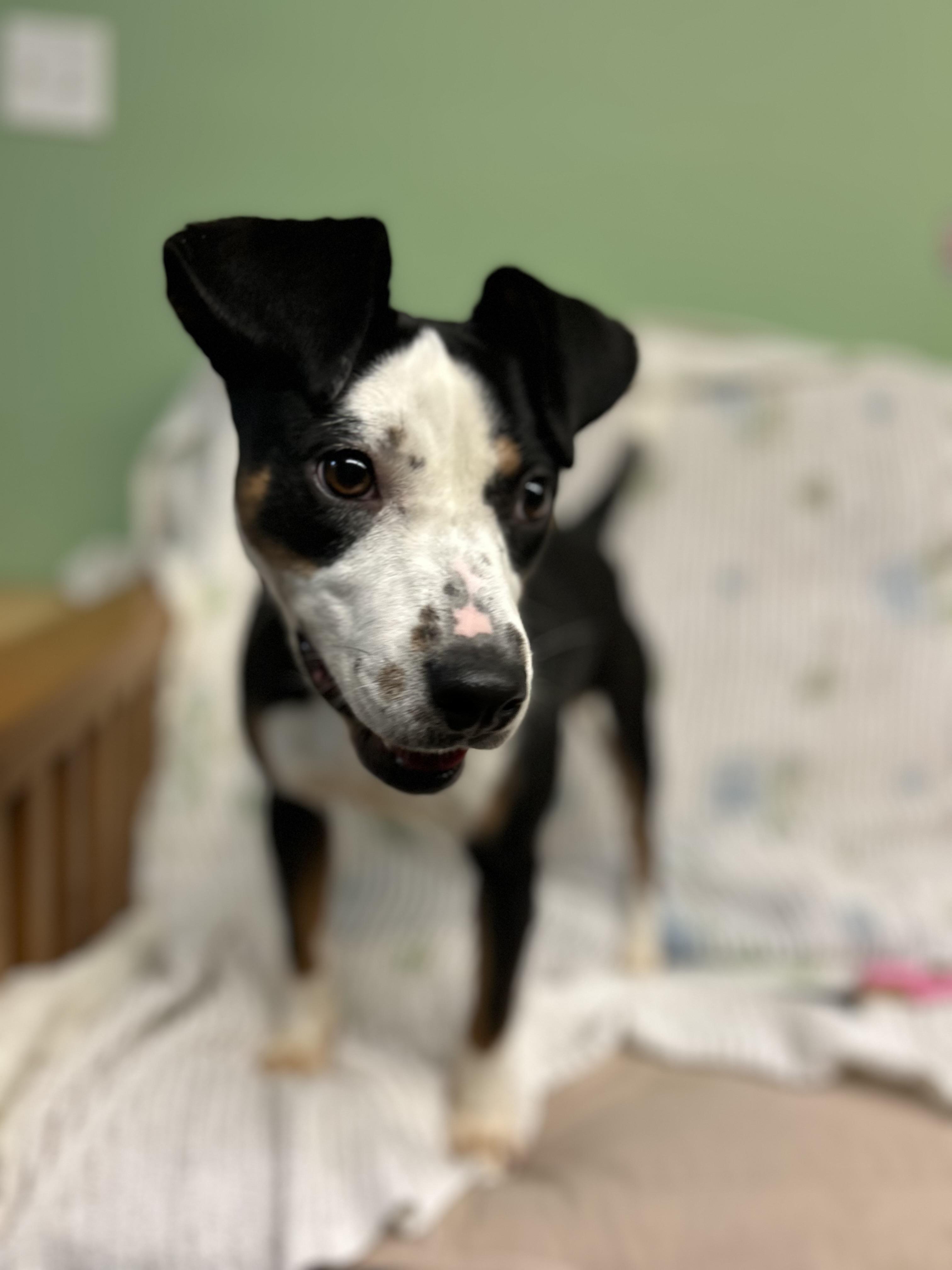 Enlarge Oakley , an adopted mixed breed in Howes Cave, NY image 2/2