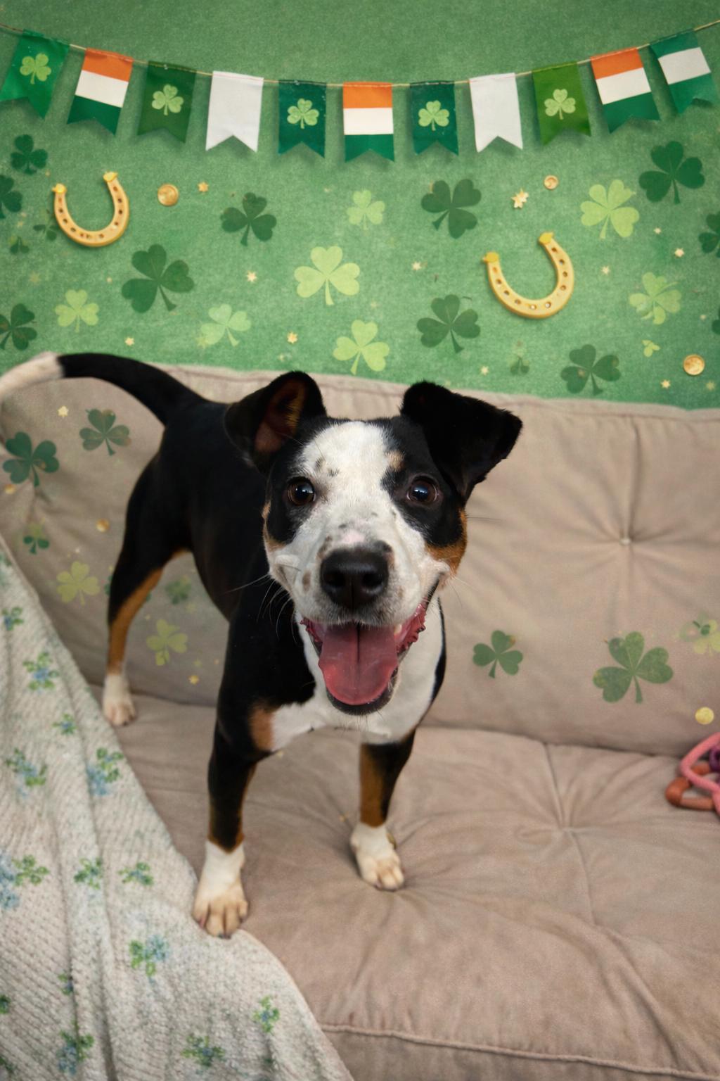 Enlarge Oakley , an adopted mixed breed in Howes Cave, NY image 1/2