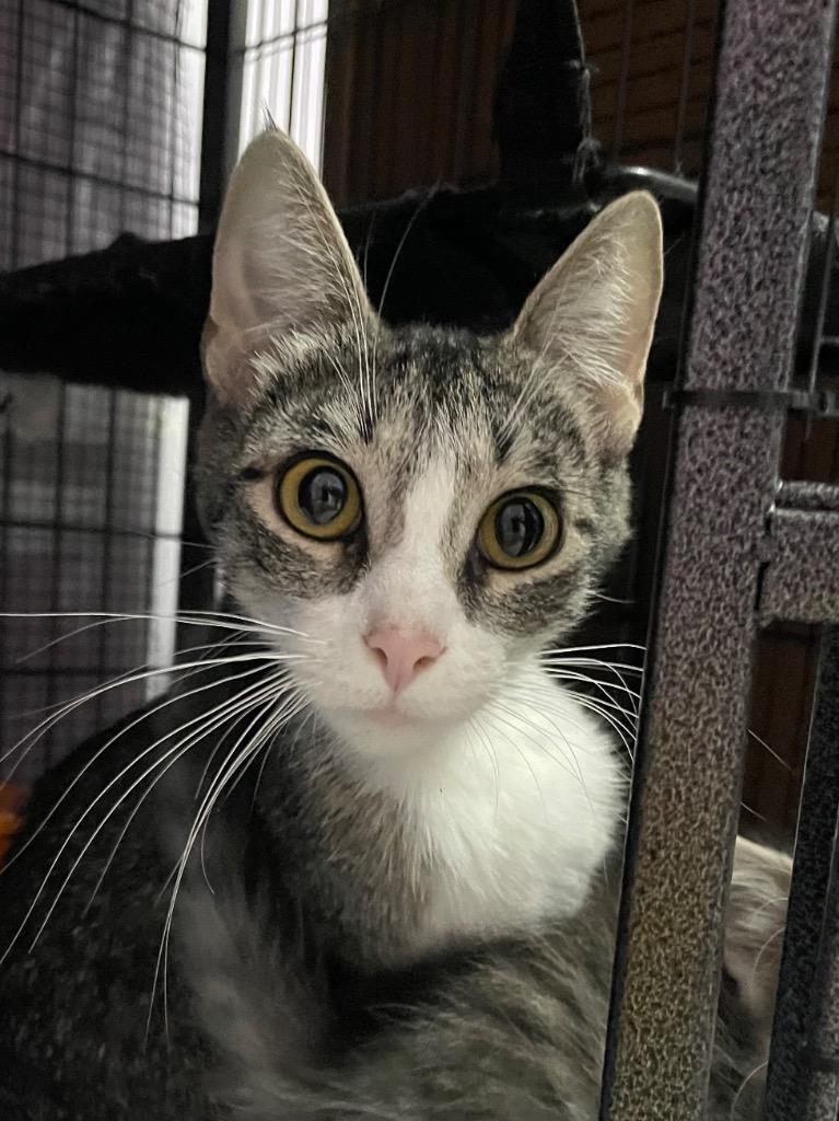 Elizabeth, Adoptable, Kitten Female Domestic Short Hair.