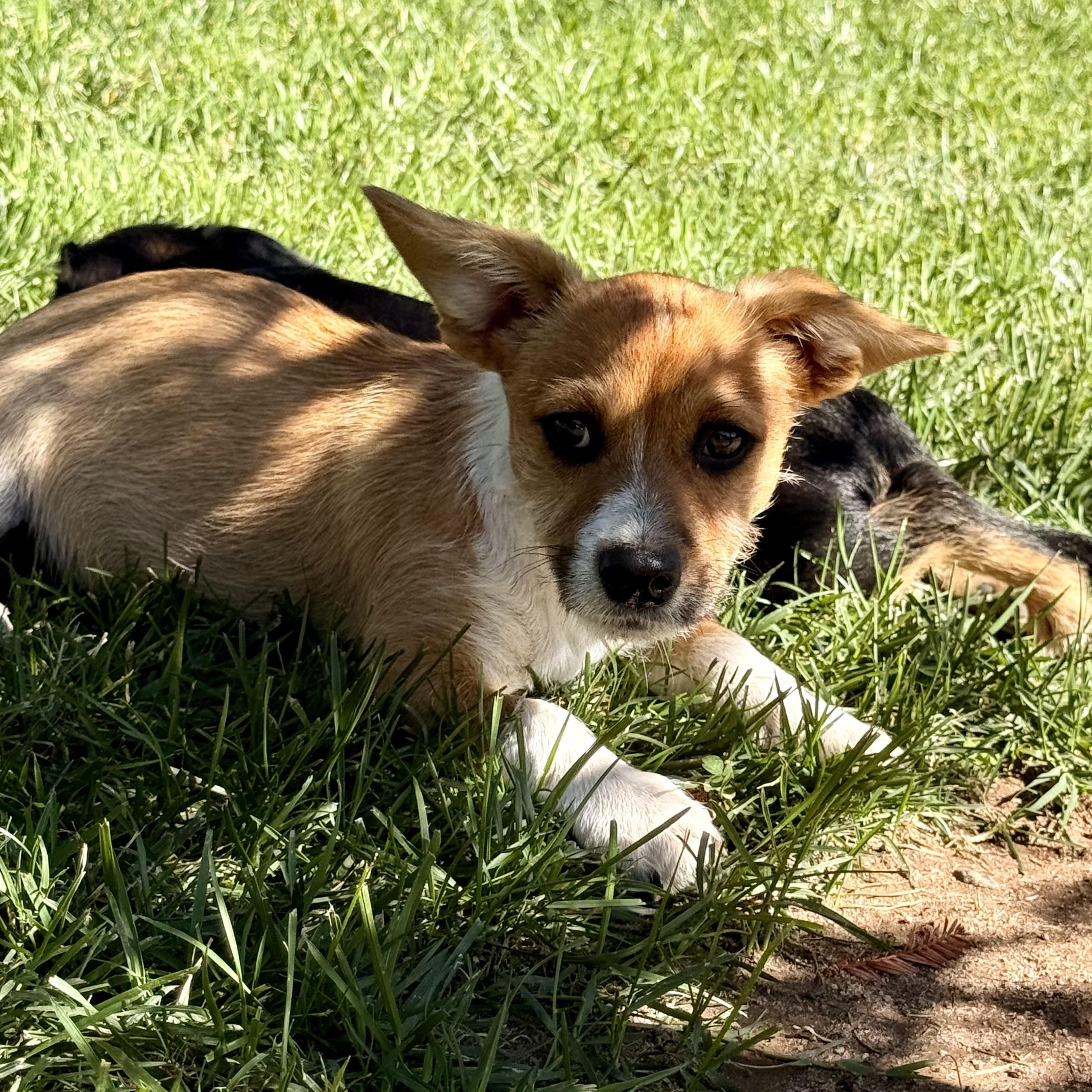 Enlarge Mango, a ADOPTABLE mixed breed in modesto, CA image 3/6