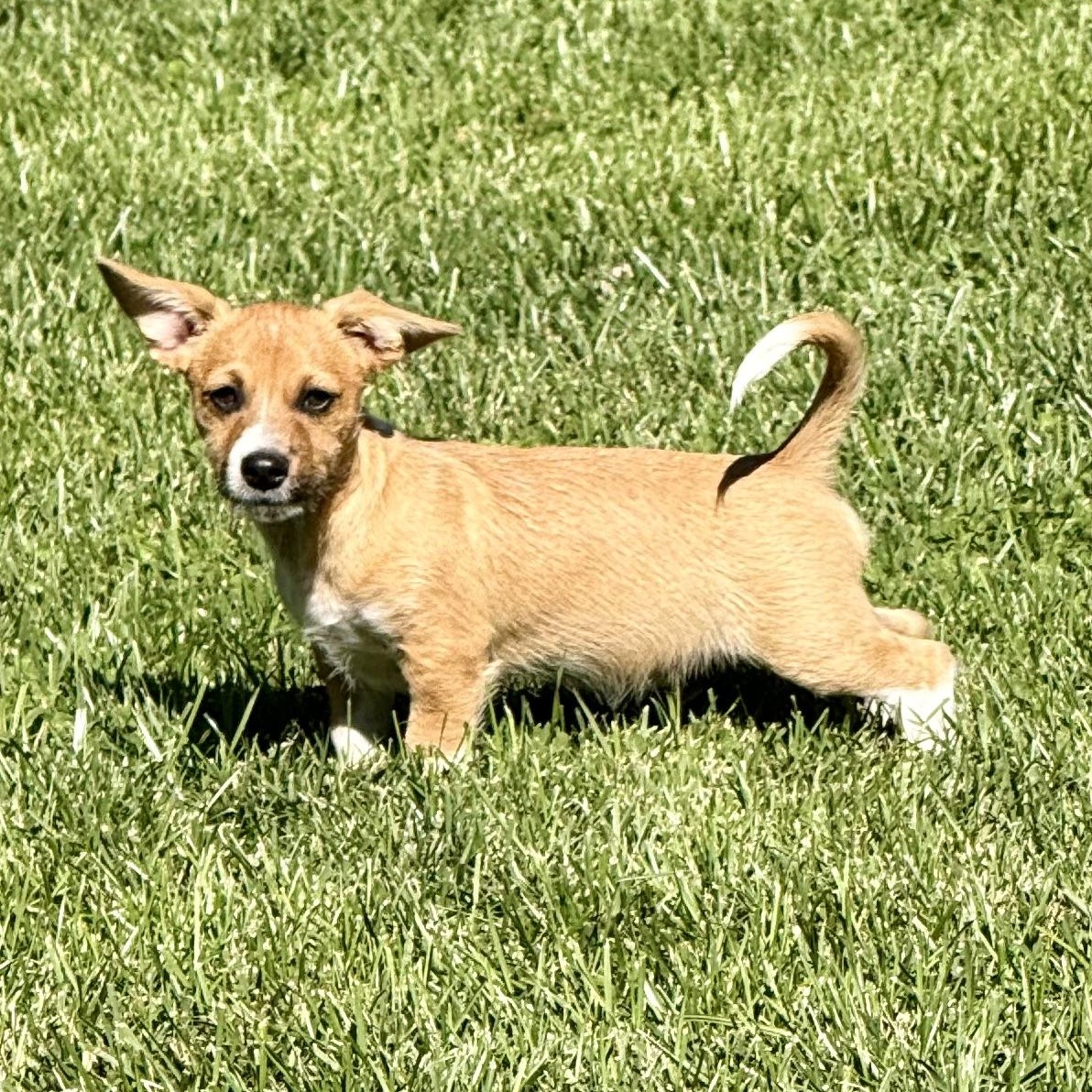 Enlarge Mango, a ADOPTABLE mixed breed in modesto, CA image 4/6