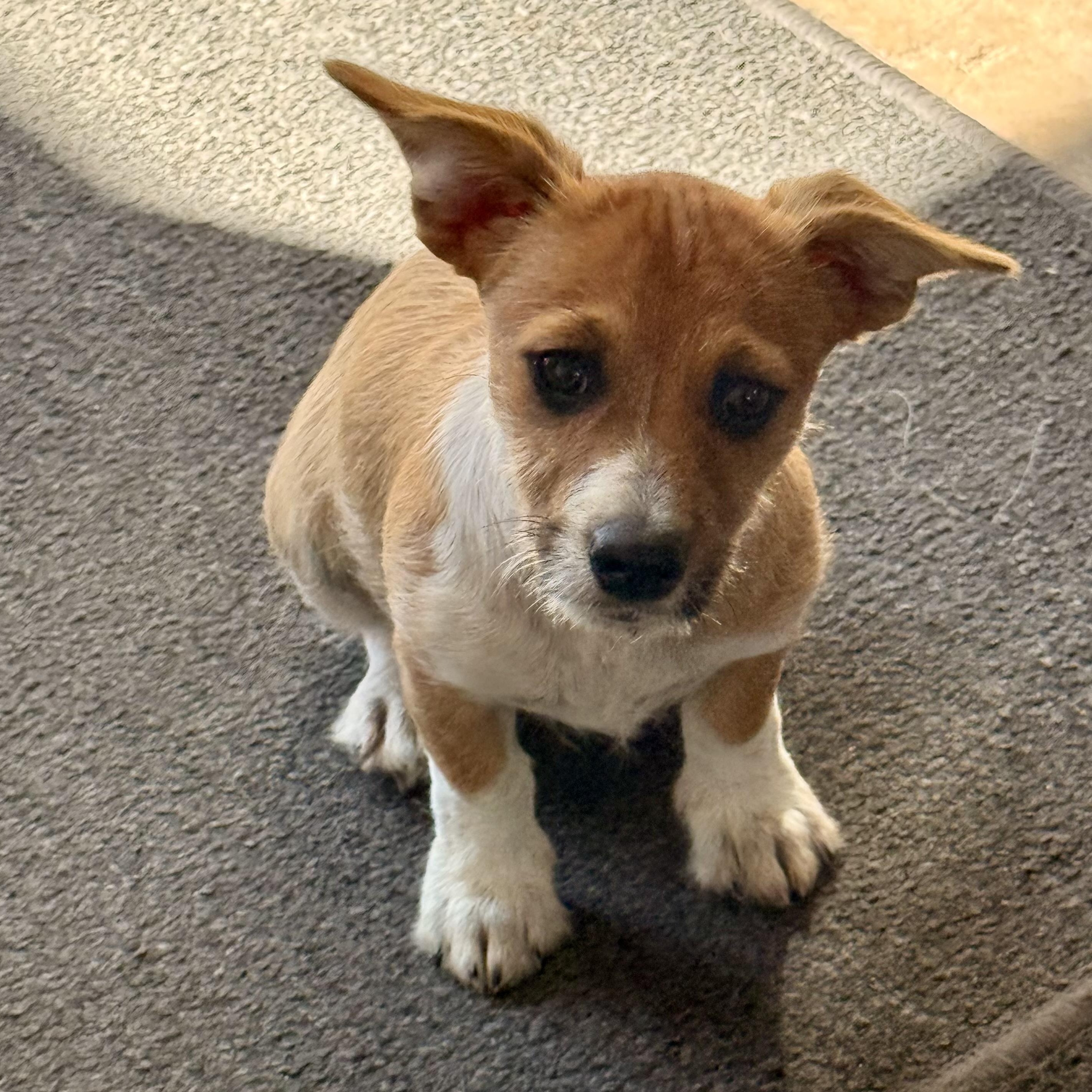 Enlarge Mango, a ADOPTABLE mixed breed in modesto, CA image 6/6