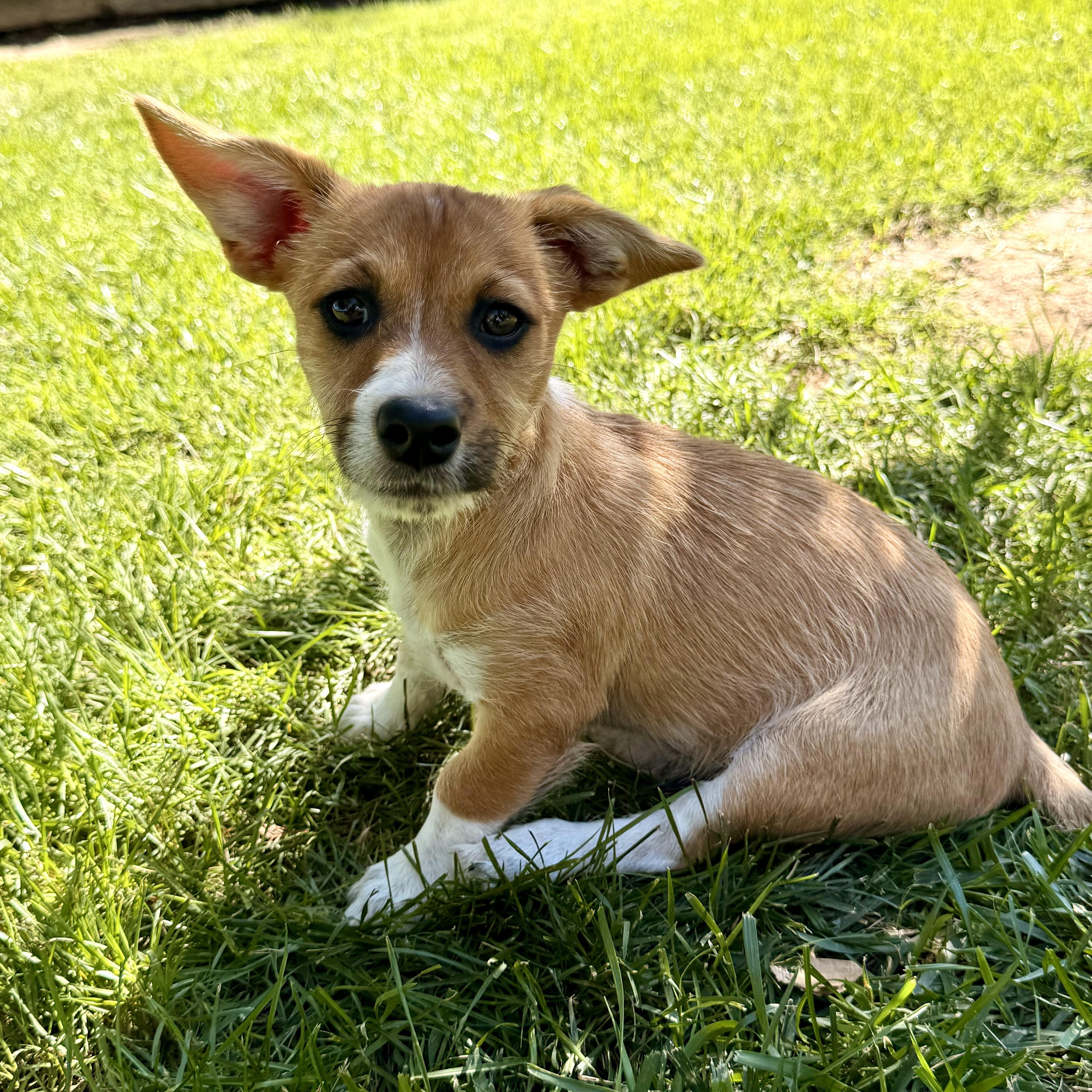 Mango, ADOPTABLE, Puppy Male Norfolk Terrier & Corgi.