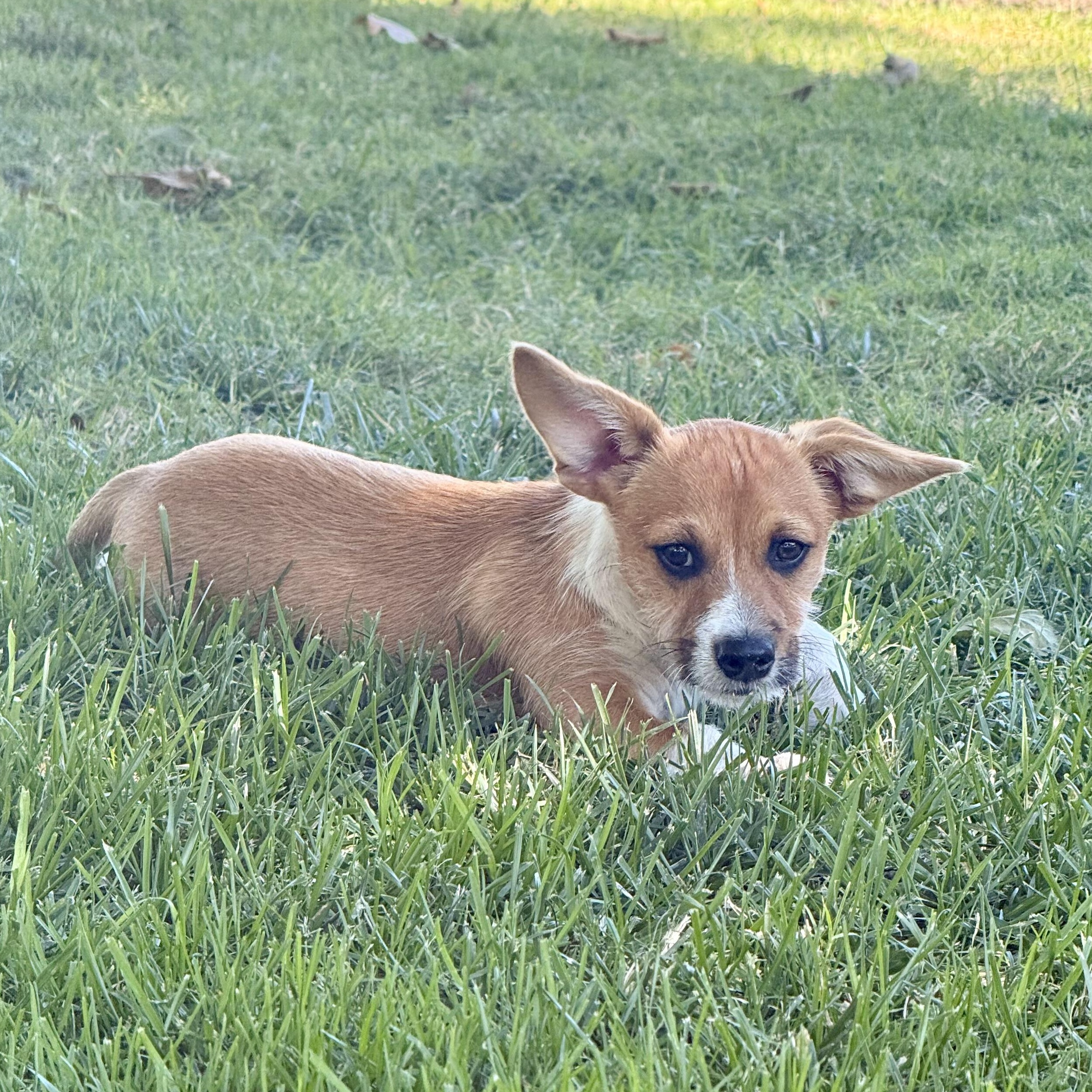Enlarge Mango, a ADOPTABLE mixed breed in modesto, CA image 2/6