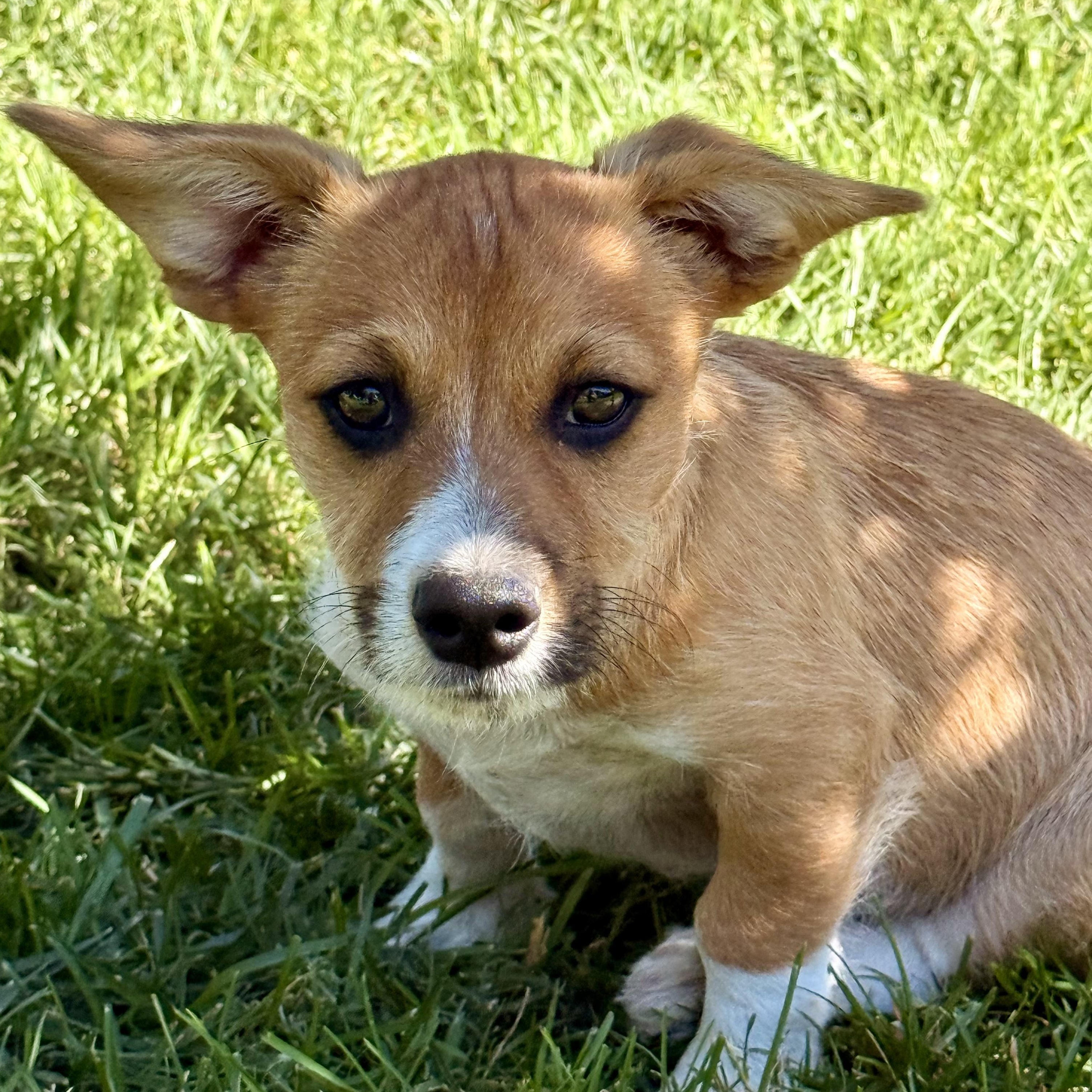 Enlarge Mango, a ADOPTABLE mixed breed in modesto, CA image 5/6