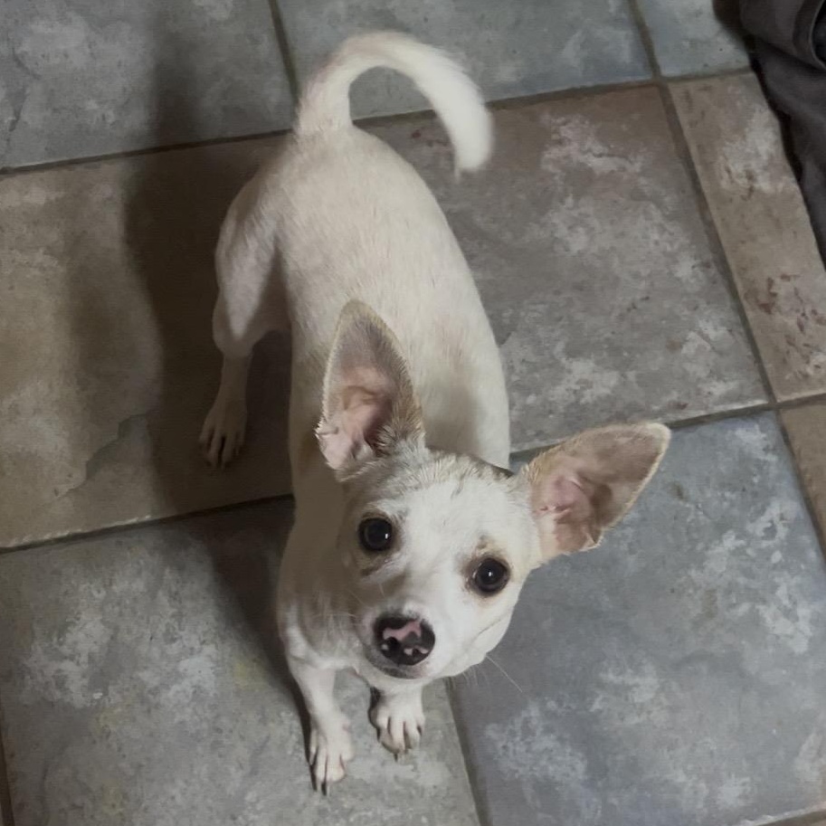 Tito, Adopted, Puppy Male Chihuahua.
