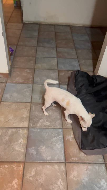 Enlarge Tito, a Adopted Chihuahua in Santa Ana, CA video 2/6