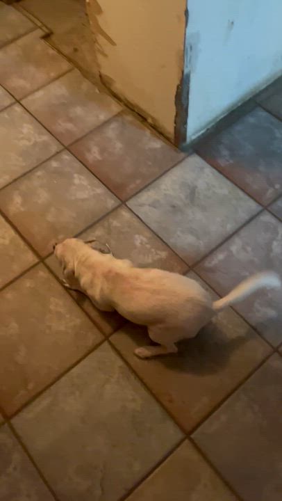 Enlarge Tito, a Adopted Chihuahua in Santa Ana, CA video 4/6