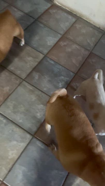 Enlarge Tito, a Adopted Chihuahua in Santa Ana, CA video 6/6