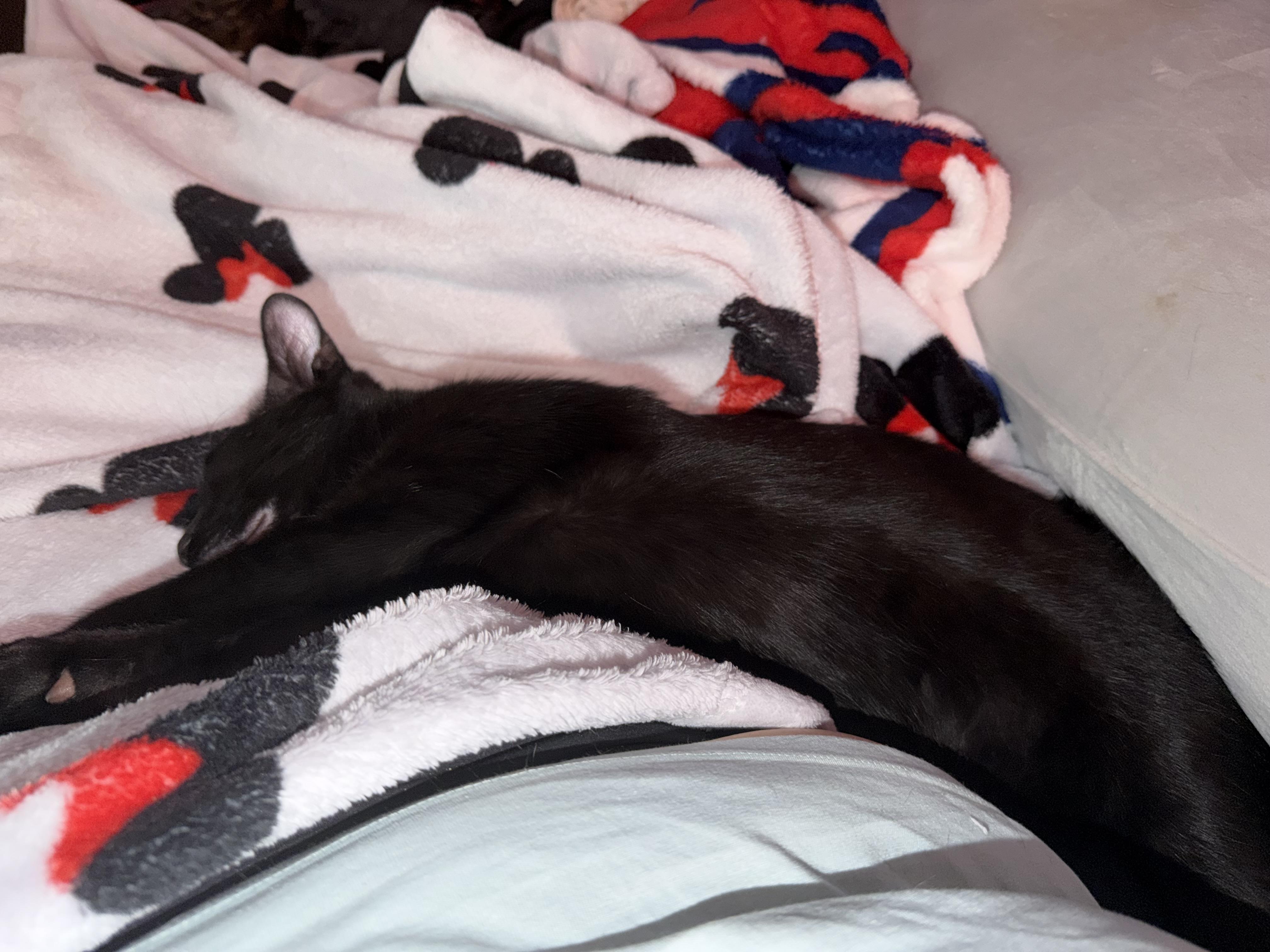 Enlarge Lobstah, a Adoptable American Shorthair in Maitland, FL image 2/4