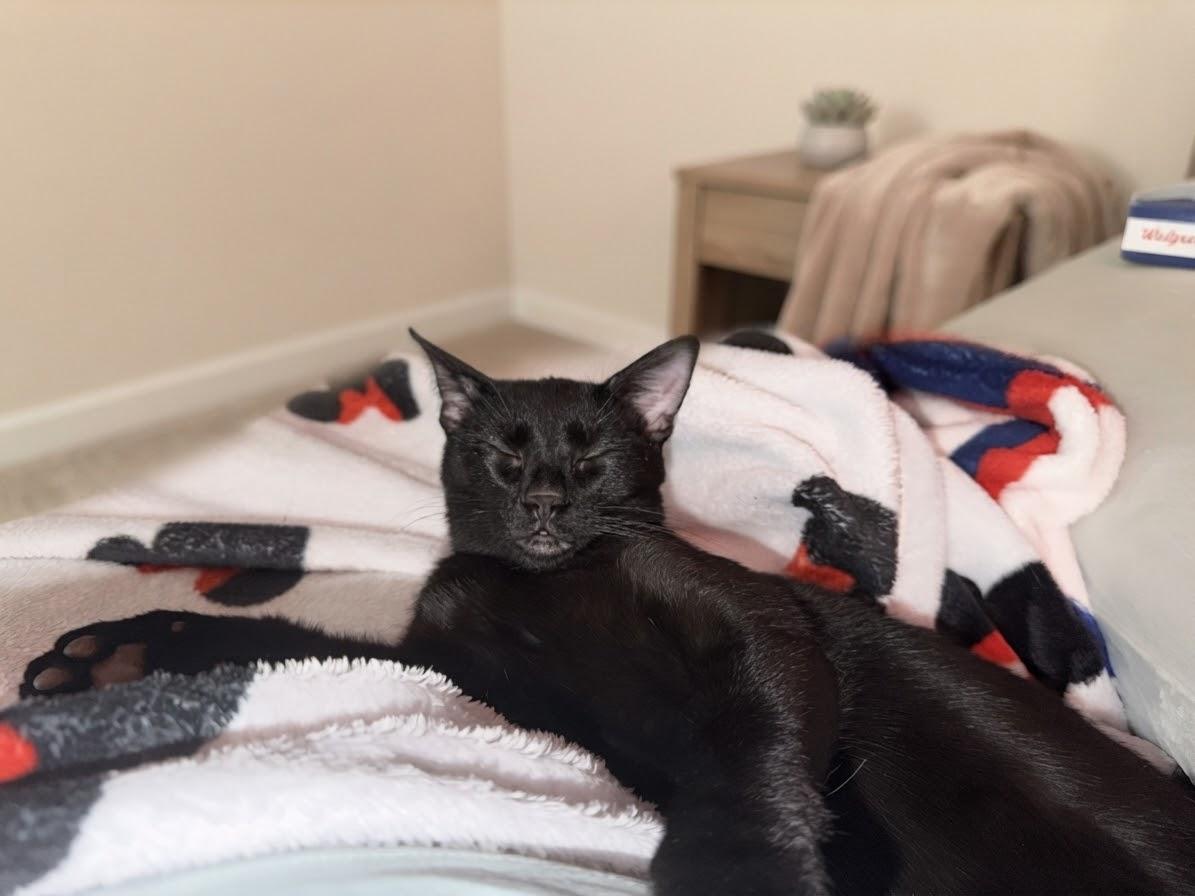 Enlarge Lobstah, a Adoptable American Shorthair in Maitland, FL image 1/4