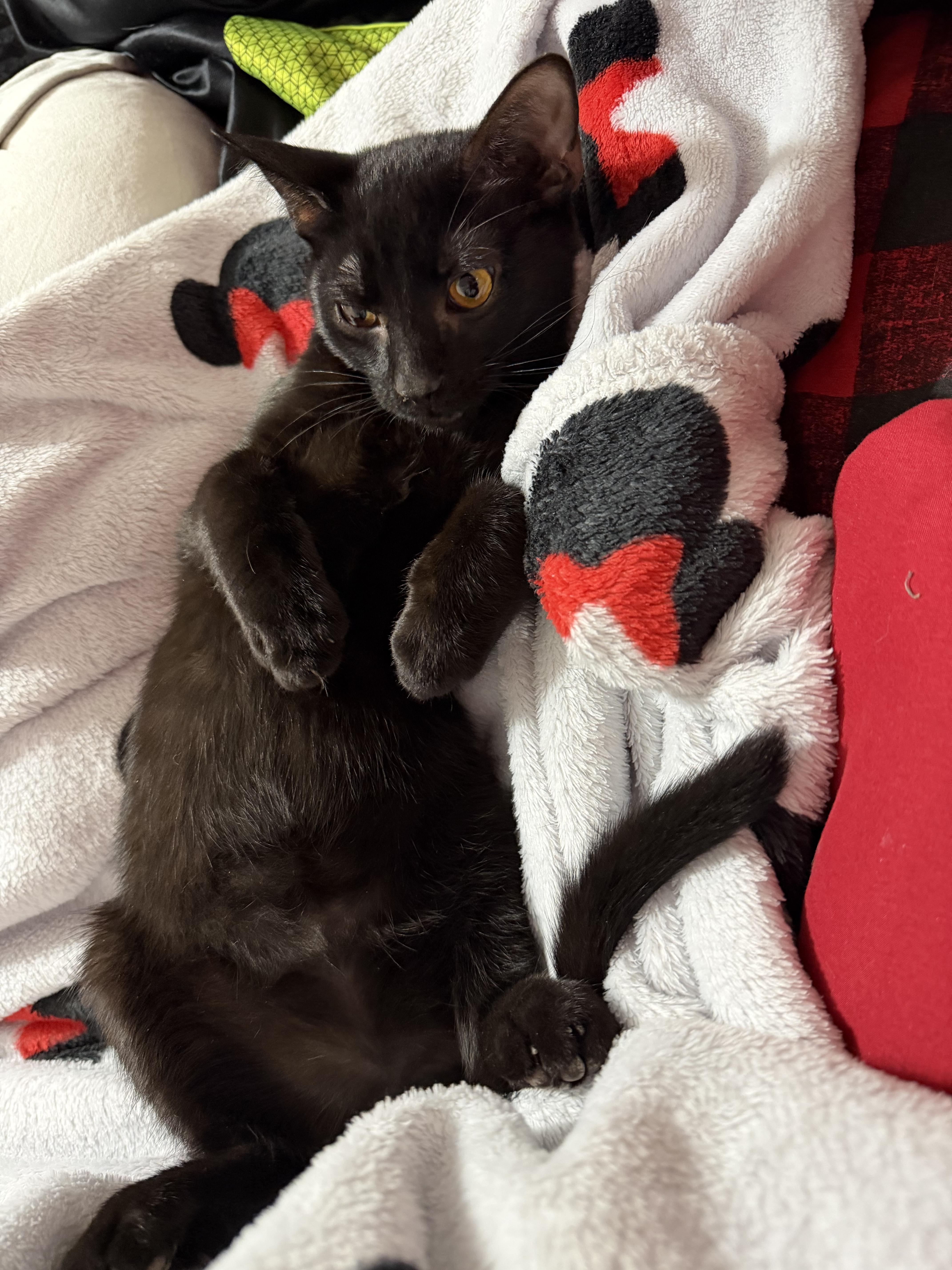 Enlarge Lobstah, a Adoptable American Shorthair in Maitland, FL image 3/4