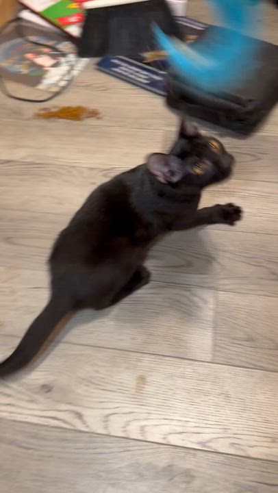 Enlarge Lobstah, a Adoptable American Shorthair in Maitland, FL video 4/4