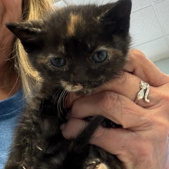 Oakley, Adoptable, Kitten Female Domestic Short Hair.
