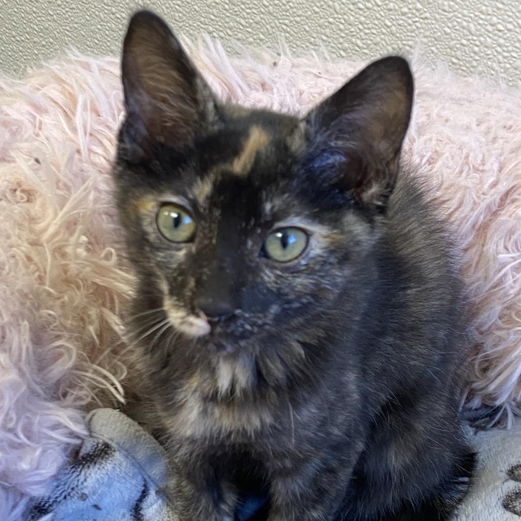 Enlarge Oakley, a Adoptable Domestic Short Hair in Greensboro, GA image 2/3