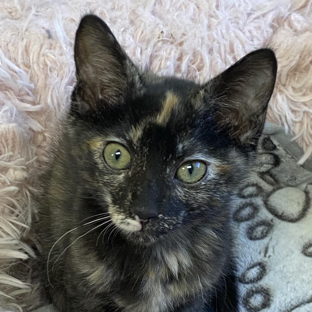 Enlarge Oakley, a Adoptable Domestic Short Hair in Greensboro, GA image 3/3