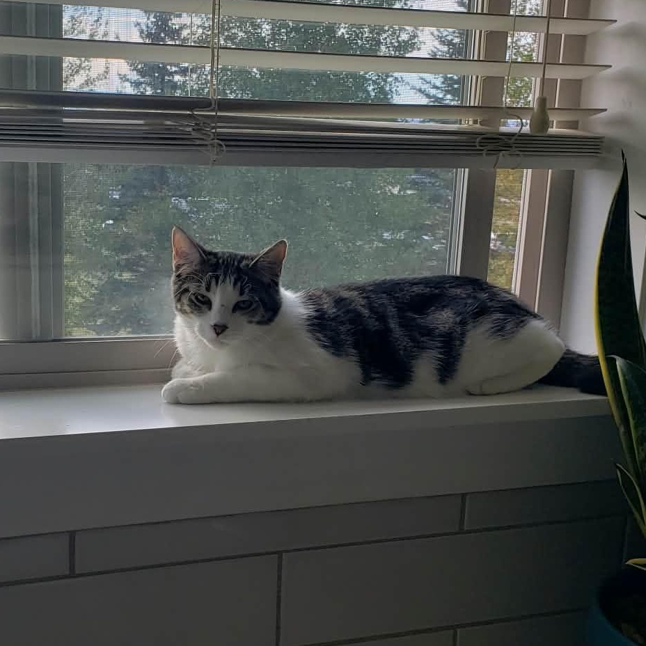 Enlarge America, a Adoptable Domestic Short Hair in Pocatello, ID image 2/4