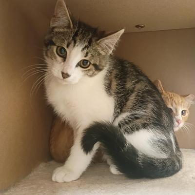 Enlarge America, a Adoptable Domestic Short Hair in Pocatello, ID image 1/4