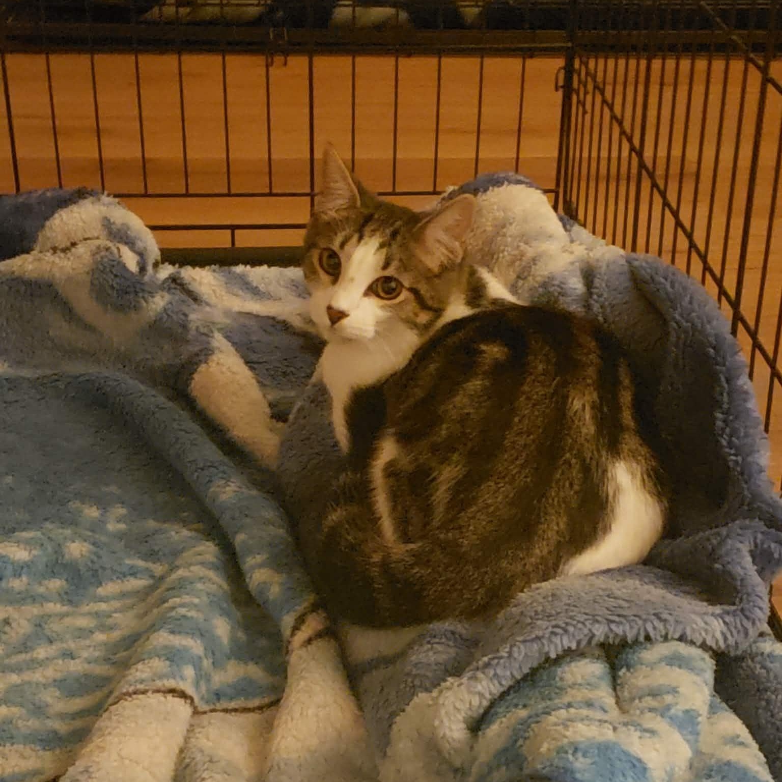 Enlarge America, a Adoptable Domestic Short Hair in Pocatello, ID image 4/4