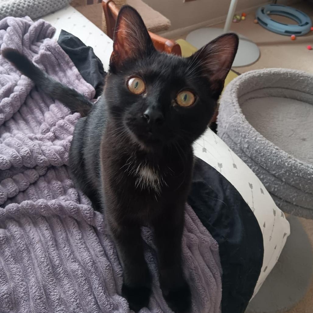 Broccoli, Adoptable, Kitten Male Domestic Short Hair.