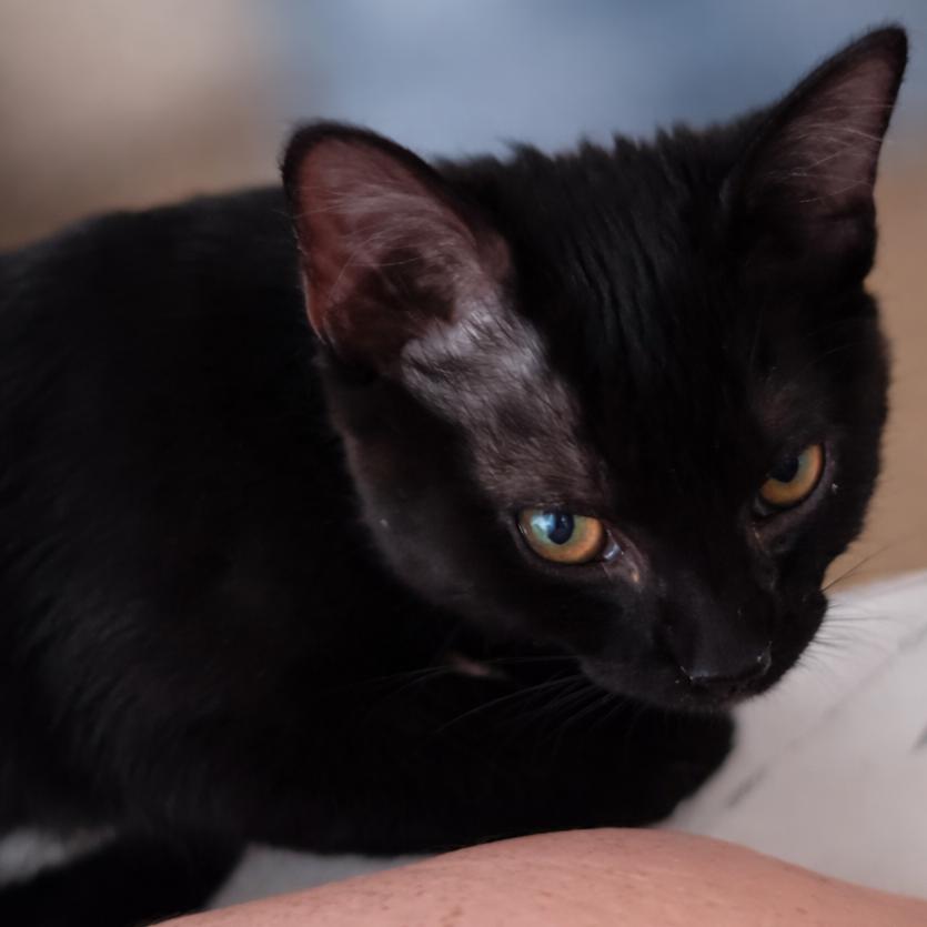 Enlarge Broccoli, a Adoptable Domestic Short Hair in Springfield, OH image 2/4