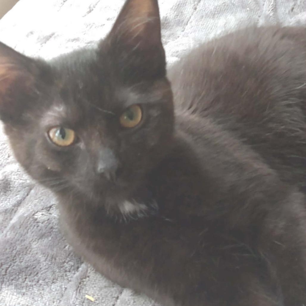 Enlarge Broccoli, a Adoptable Domestic Short Hair in Springfield, OH image 3/4