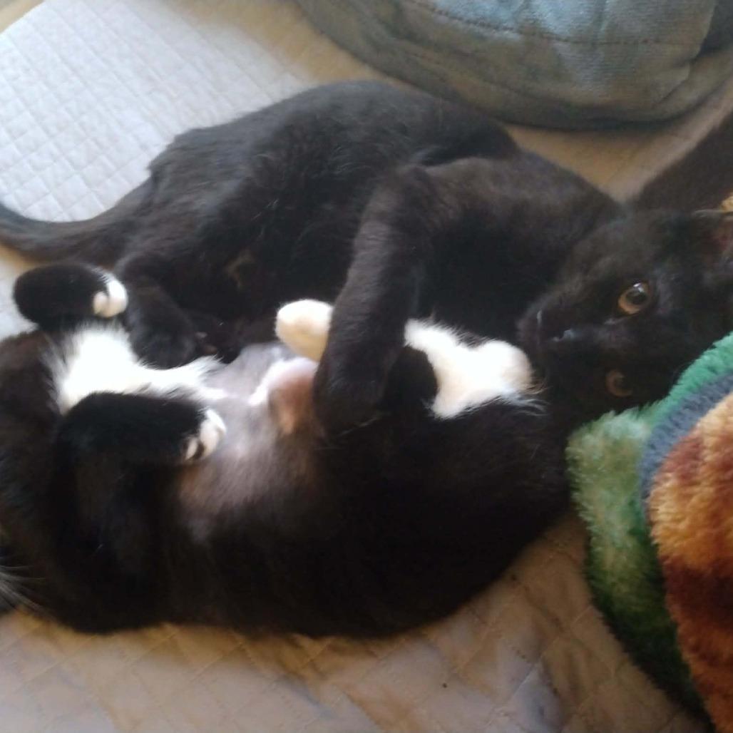 Enlarge Broccoli, a Adoptable Domestic Short Hair in Springfield, OH image 4/4