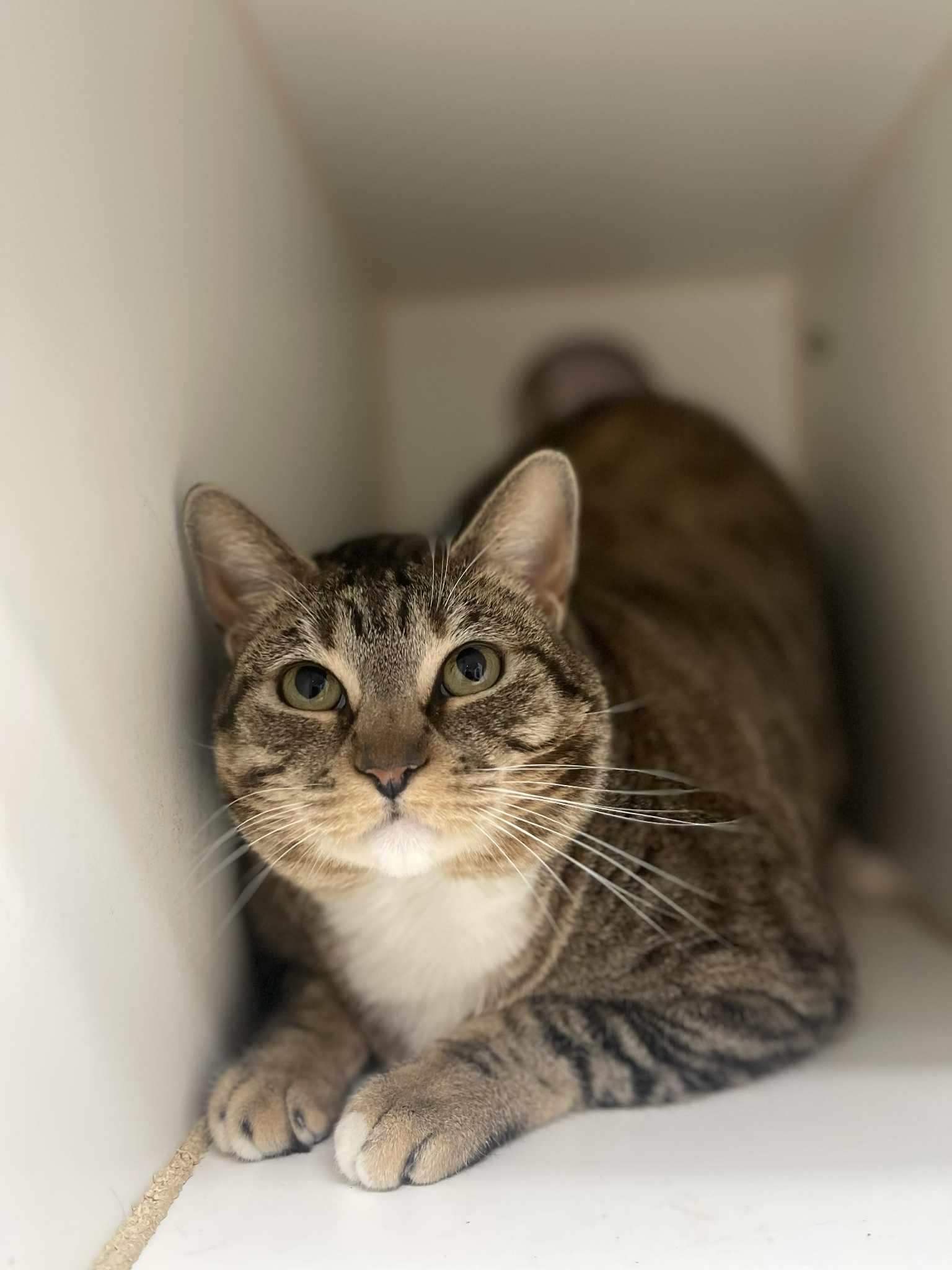 Enlarge Jolene, a Adoptable Domestic Short Hair in El Centro, CA image 1/1