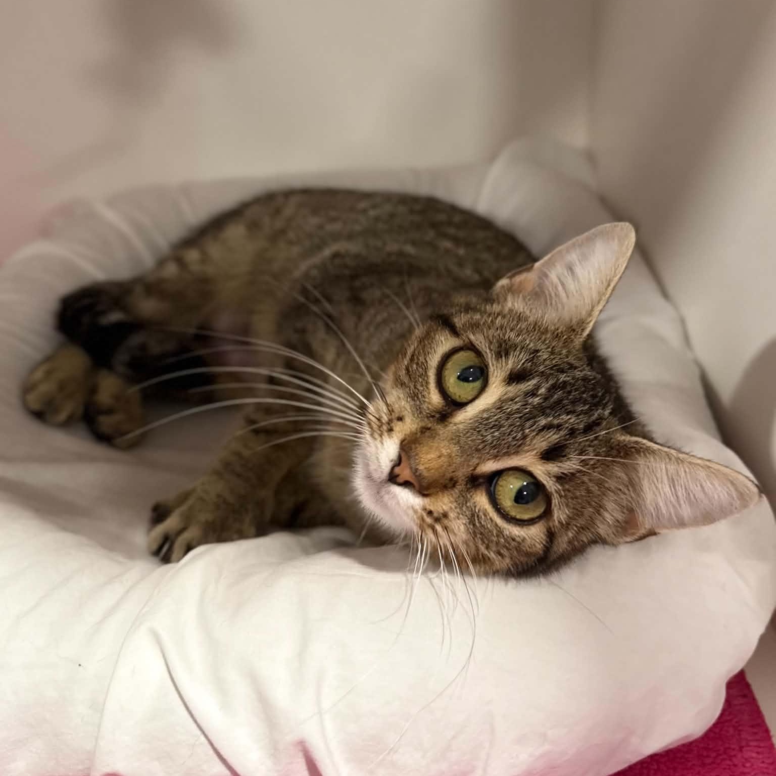 Enlarge Maliha, a Adopted mixed breed in Penn Yan, NY image 4/6