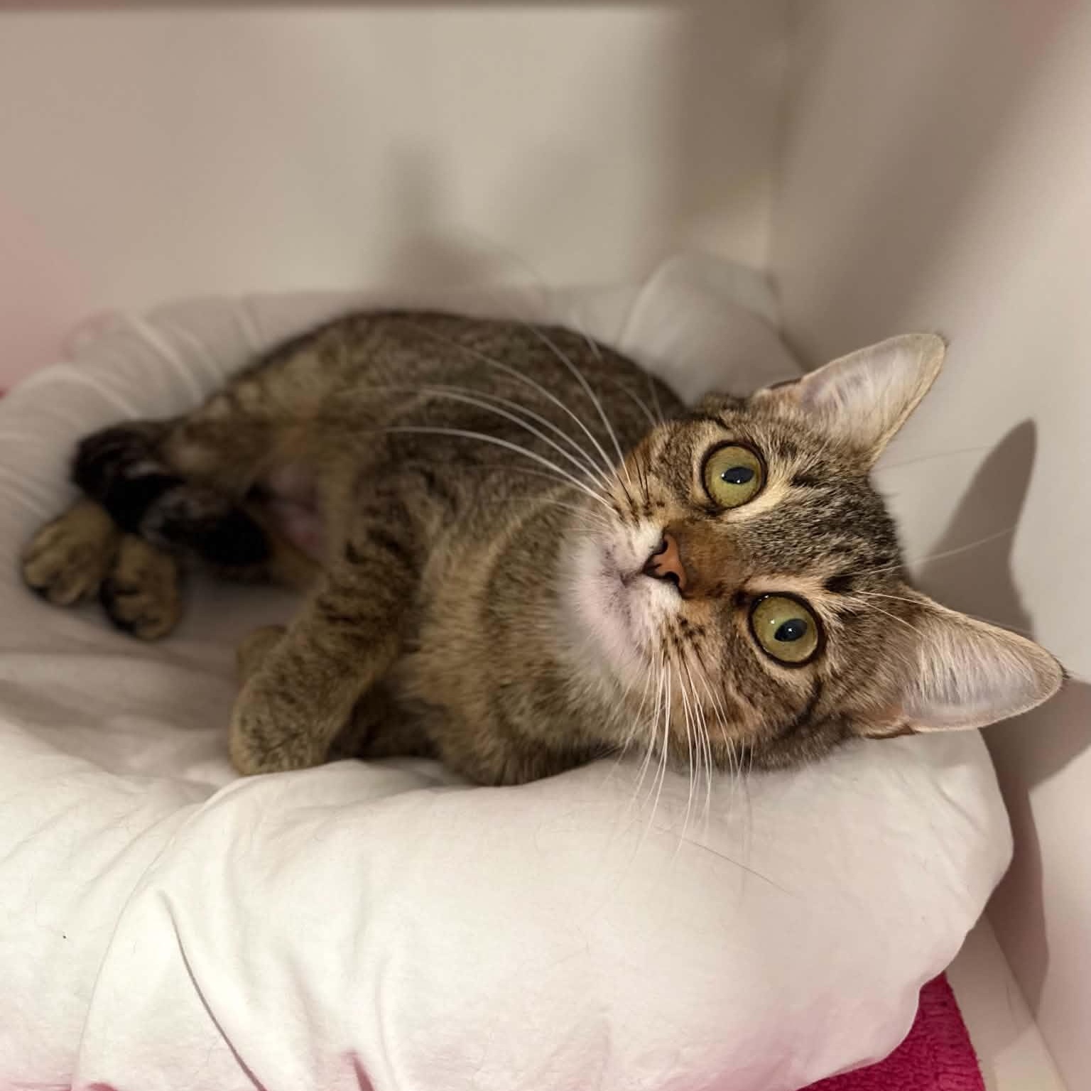 Enlarge Maliha, a Adopted mixed breed in Penn Yan, NY image 3/6