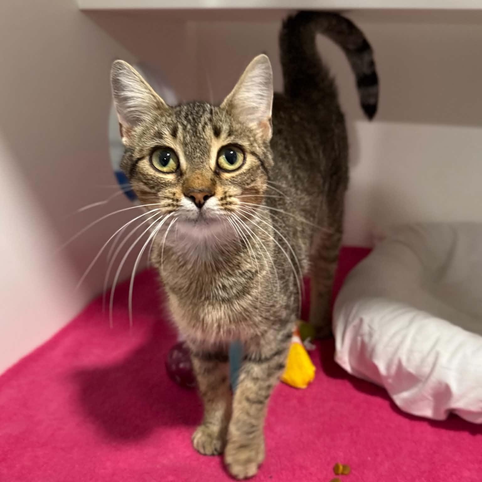 Maliha, Adopted, Young Female Domestic Short Hair & Tabby.