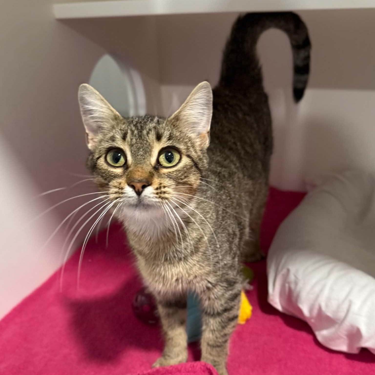 Enlarge Maliha, a Adopted mixed breed in Penn Yan, NY image 5/6