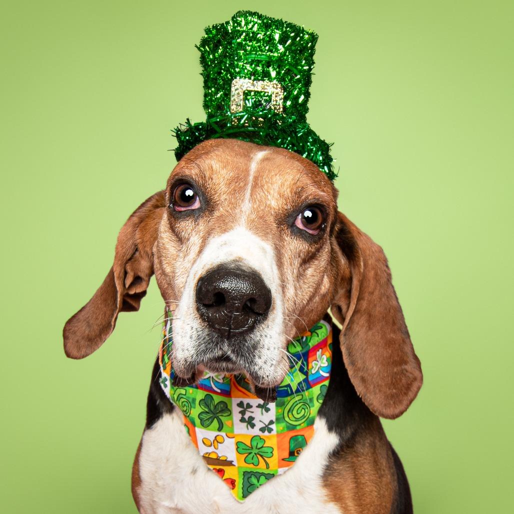 Gumball, Adoptable, Senior Male Coonhound & Mixed Breed.